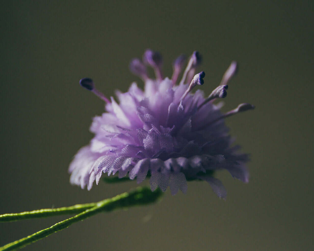 Boutonnière Skabiose