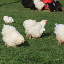 Load image into Gallery viewer, White Cochin Hens
