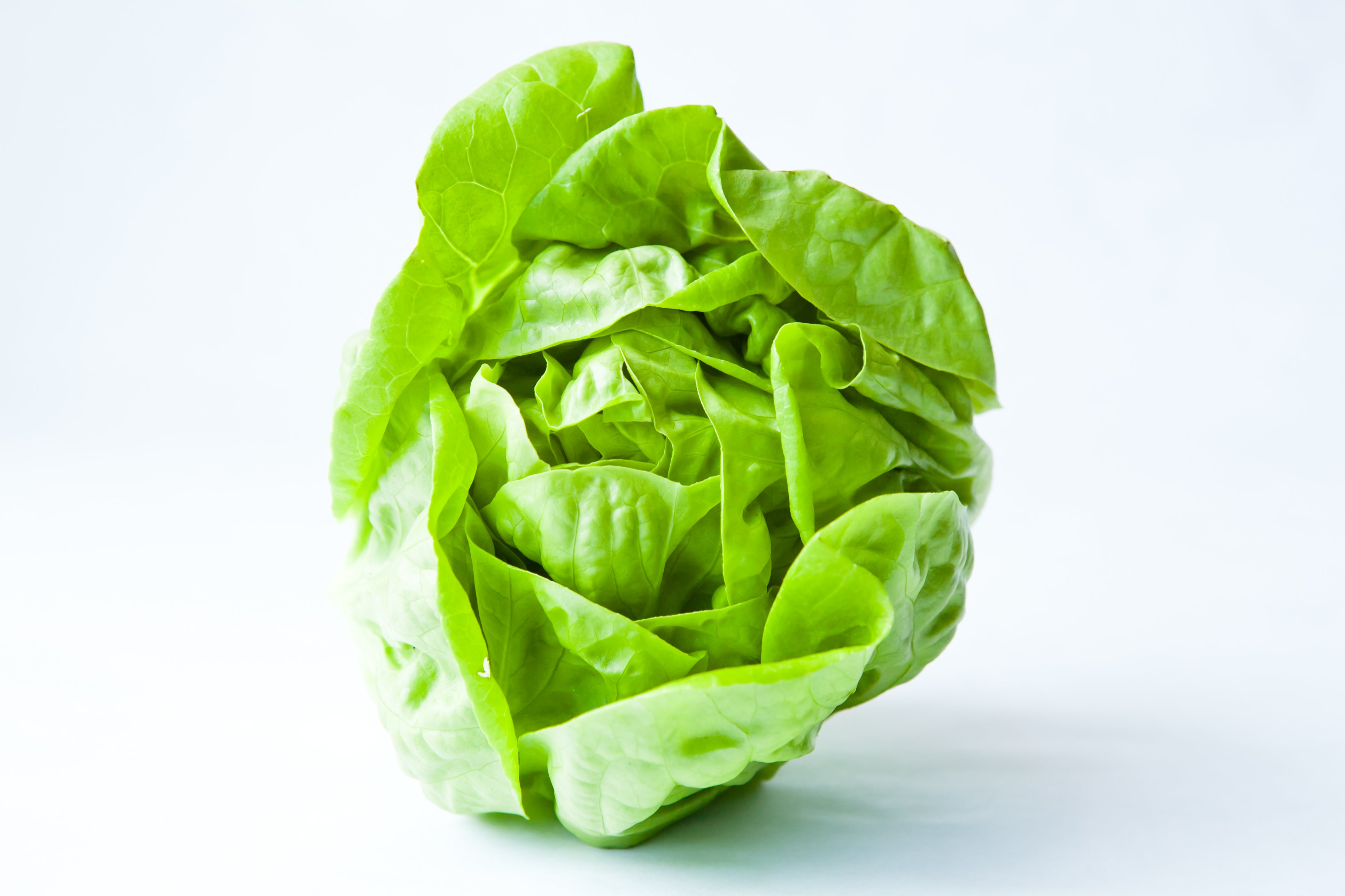 butter lettuce