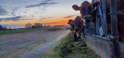 cows and sunrise 2021