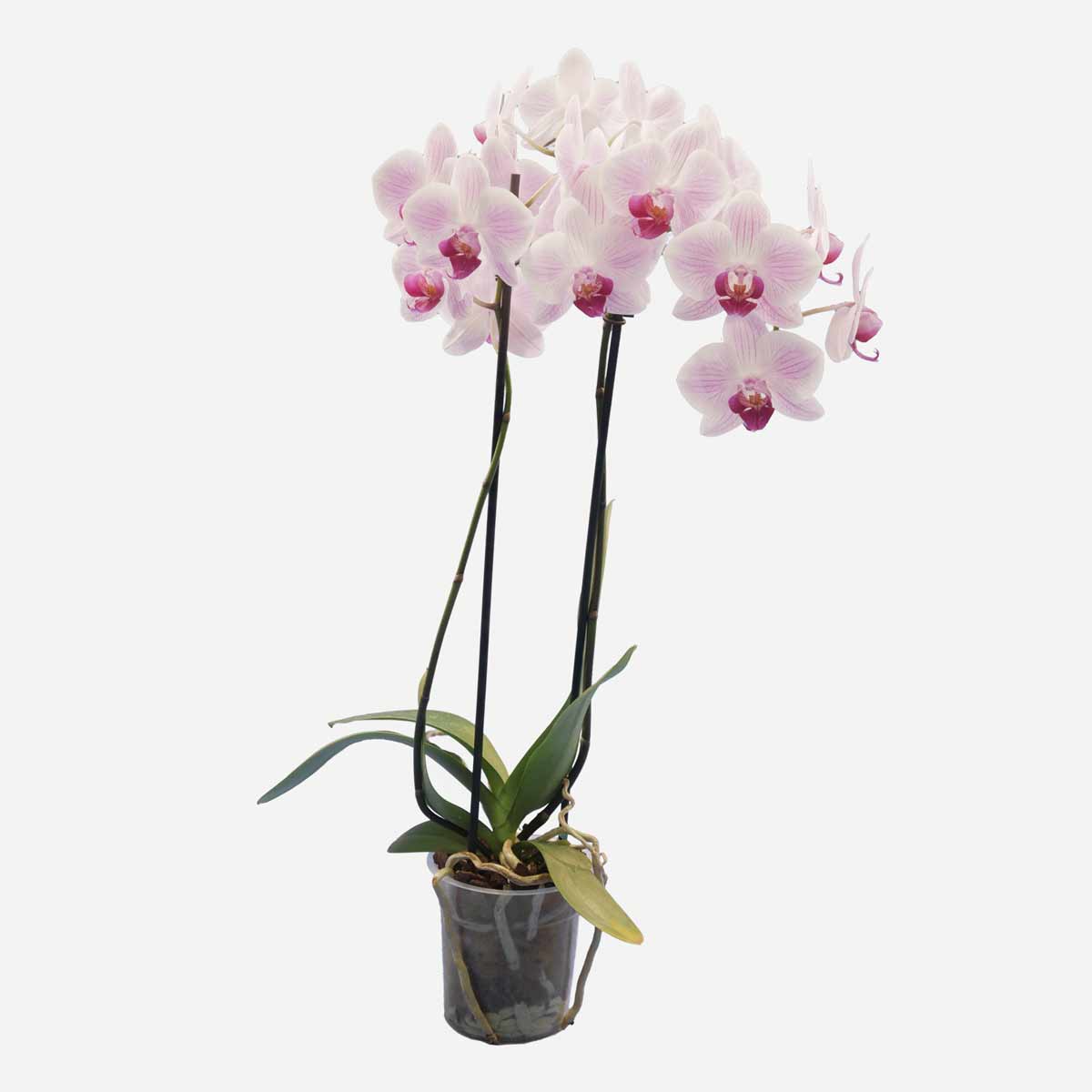 Orchidea Phalaenopsis Rosa – Giuggiola