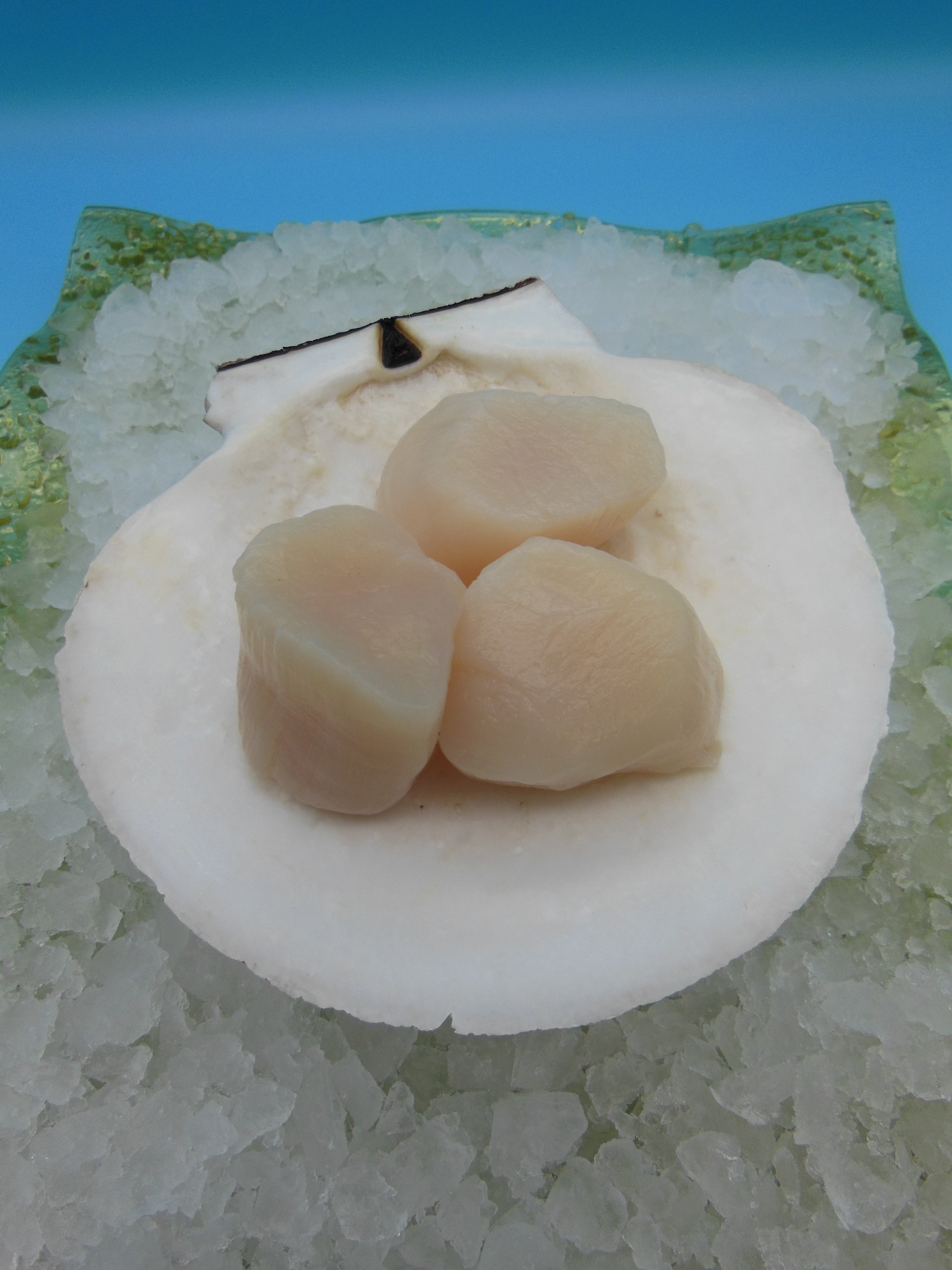 Domestic U10 Dry Sea Scallops 2lbs Motor City Seafood Co