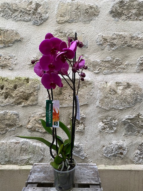 Orchidée Phalénopsis 2 tiges – Tyché Flora Artisan fleuriste