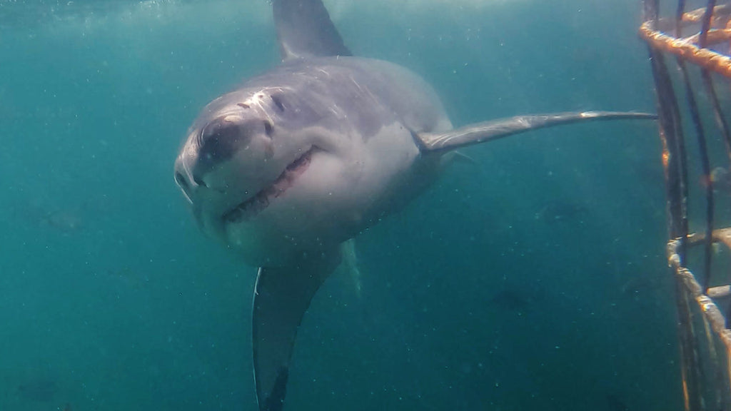 Mossel Bay Great White Shark Update 08/05/2023 7 Great White Sharks