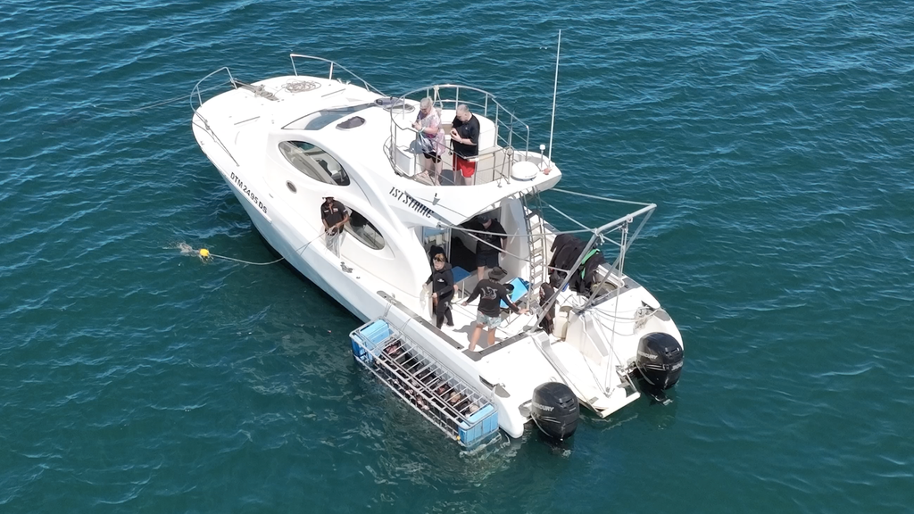 first strike mossel bay cage diving boat