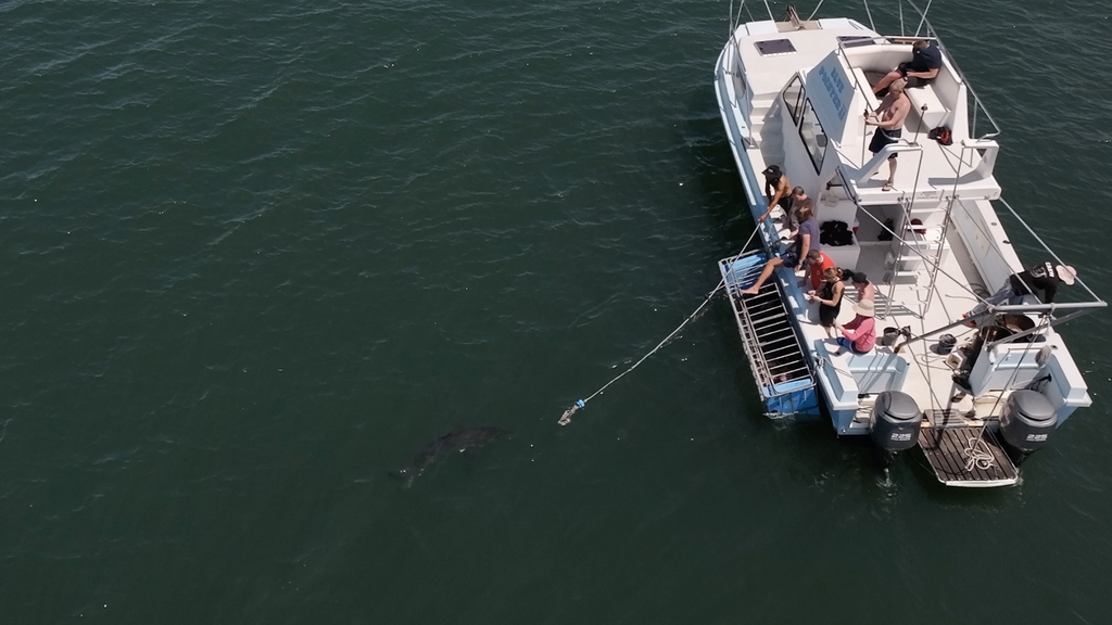 Great White Shark Cage Diving