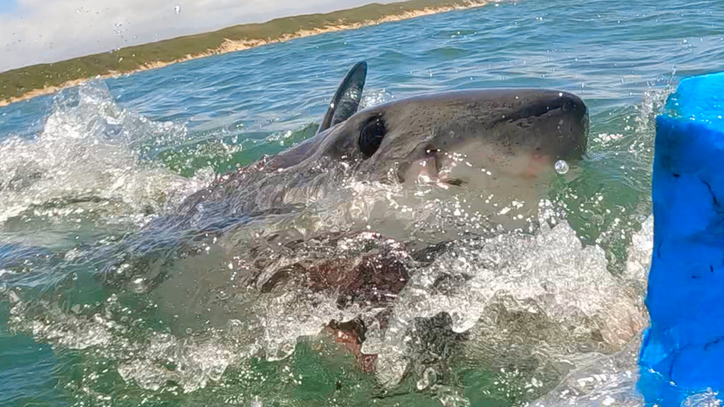 Great White Shark Activity Mossel Bay 05/10/2023