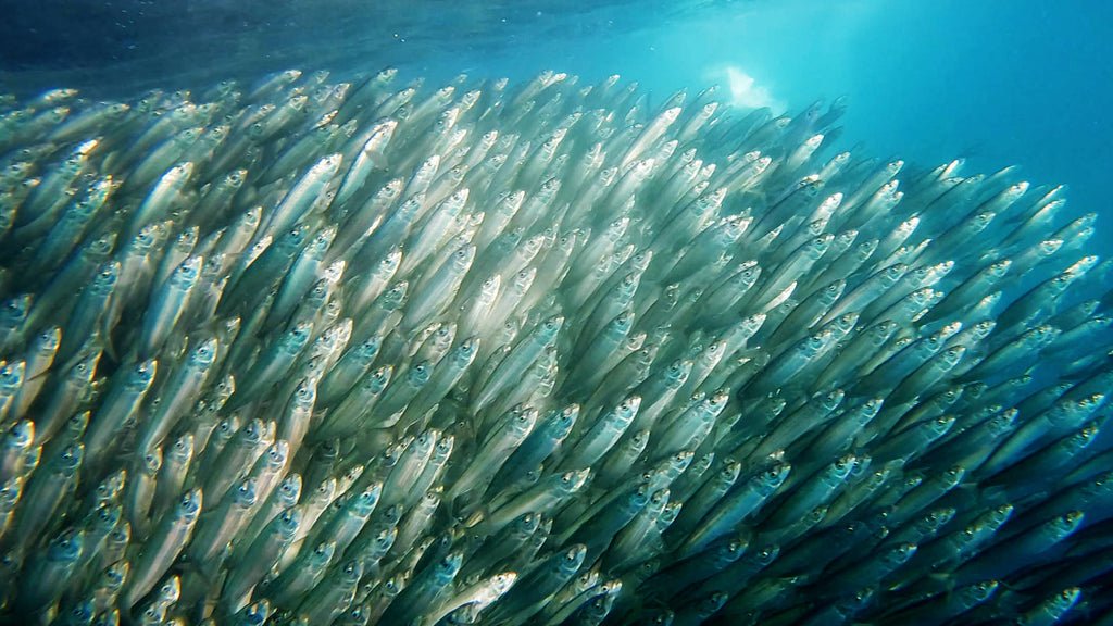 Where Are the Best Places to View the Sardine Run?