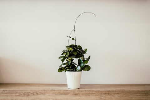 Sustainable Christmas Gift - house plant