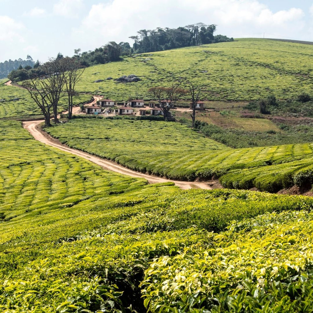 Piantagioni di tè in Kenya