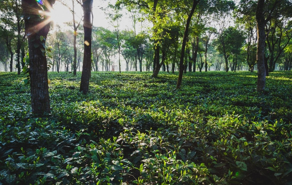 Giardini di tè in Assam, India