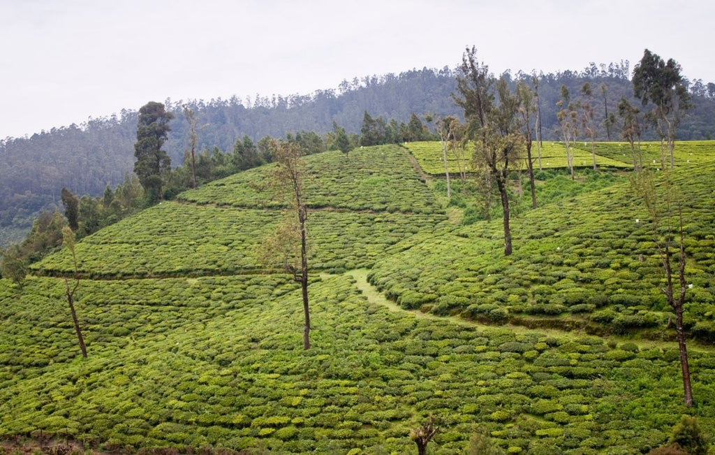 Giardini di tè in Nilgiri, India