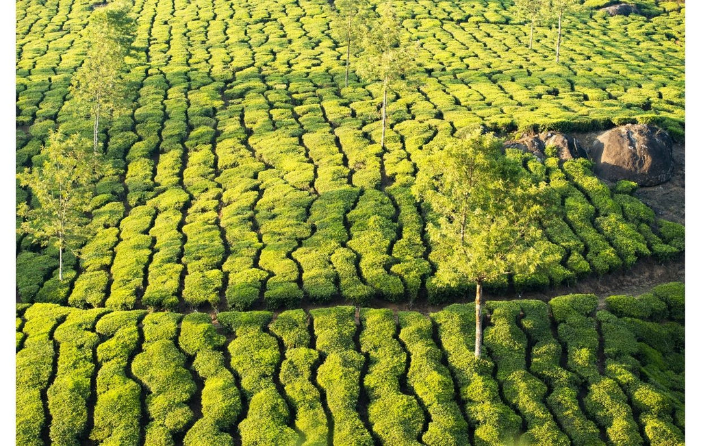 Giardini di tè in Bihar, India