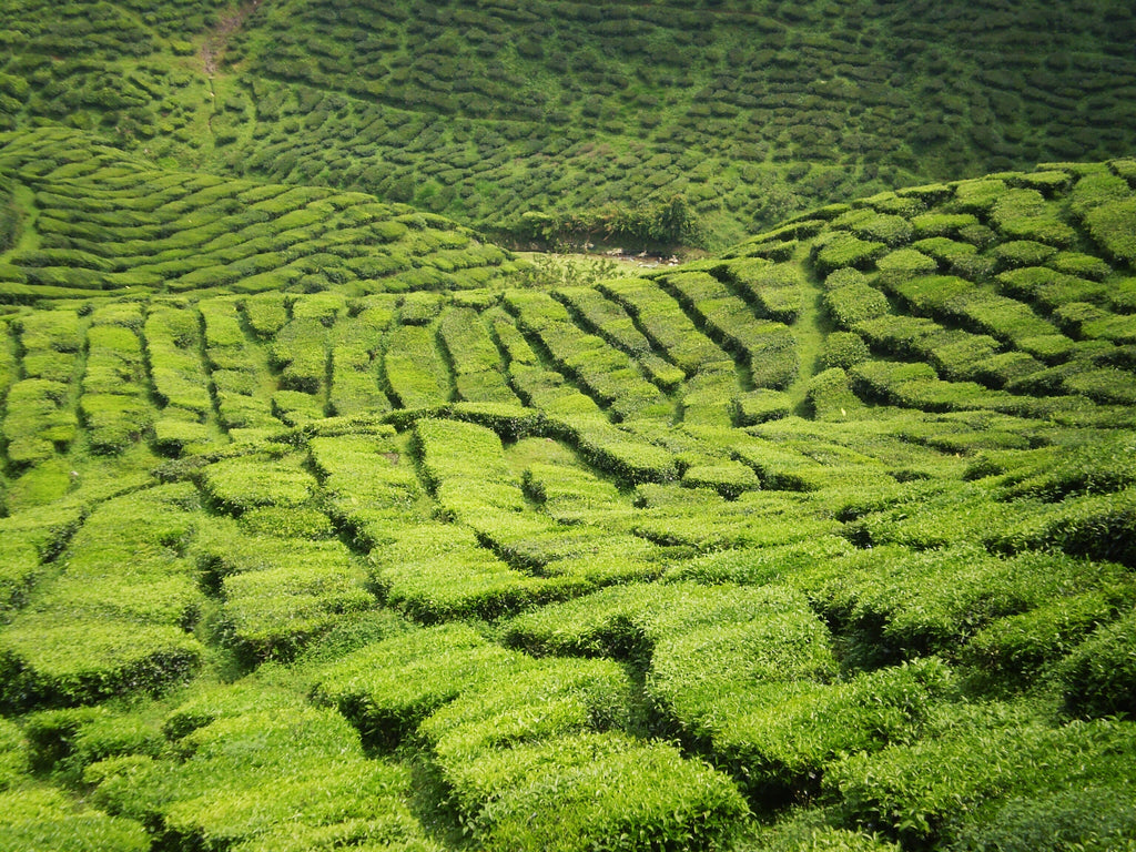 Paesi nel mondo dove si coltiva il tè nel mondo