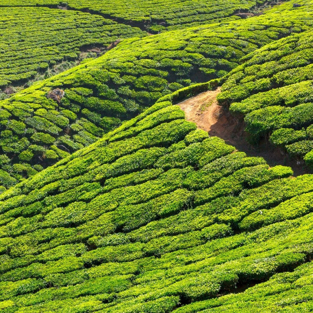 Piantagioni di tè in India