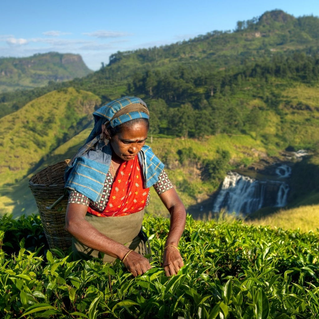 Piantagioni di tè in Sri Lanka