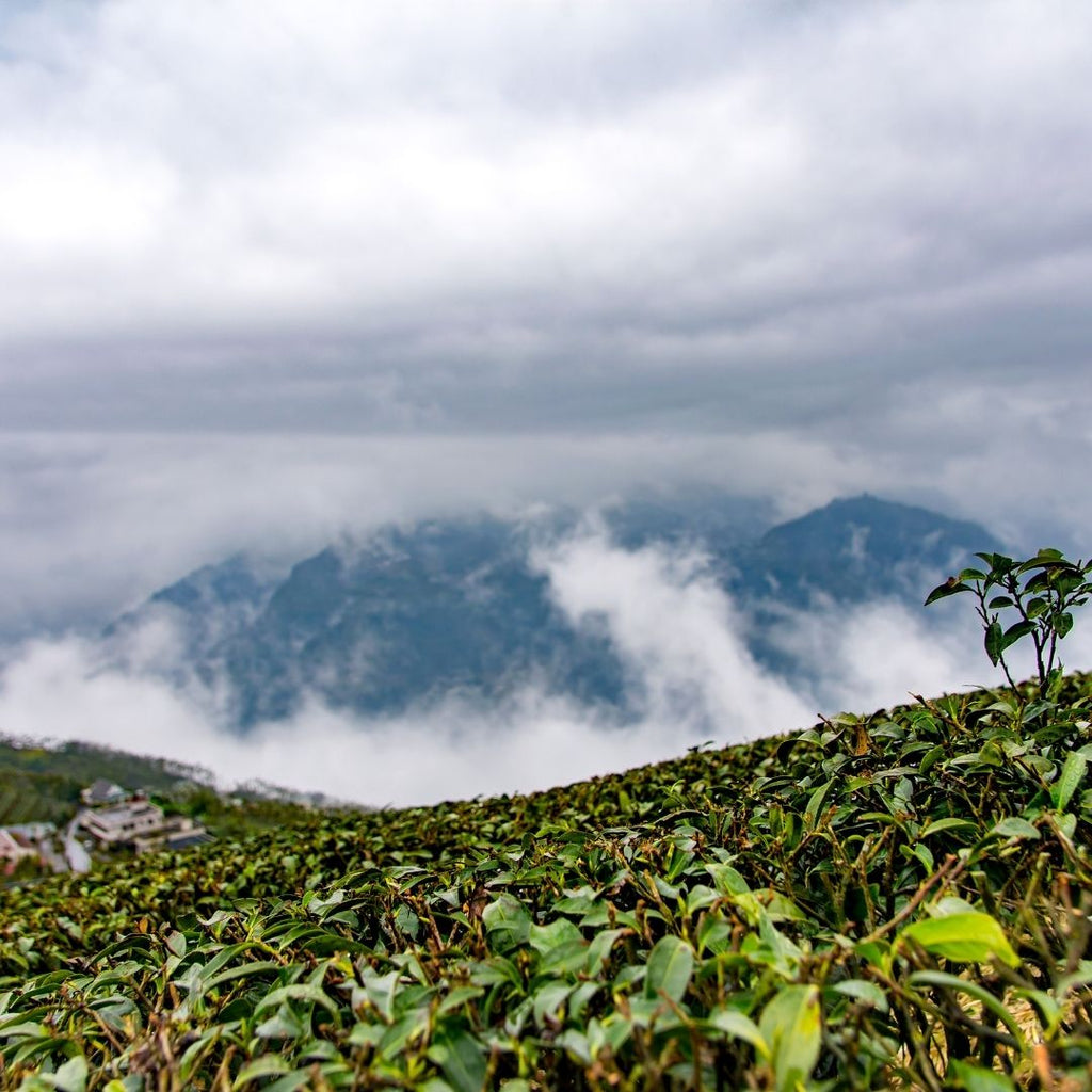 Piantagioni di tè a Taiwan