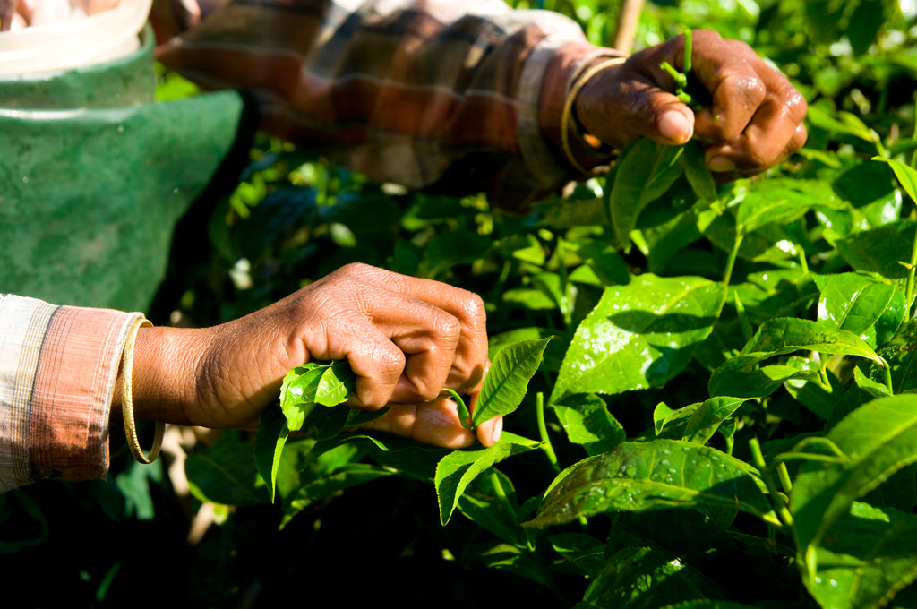 First e Second Flush: le differenza tra i raccolti dei tè del Darjeeling