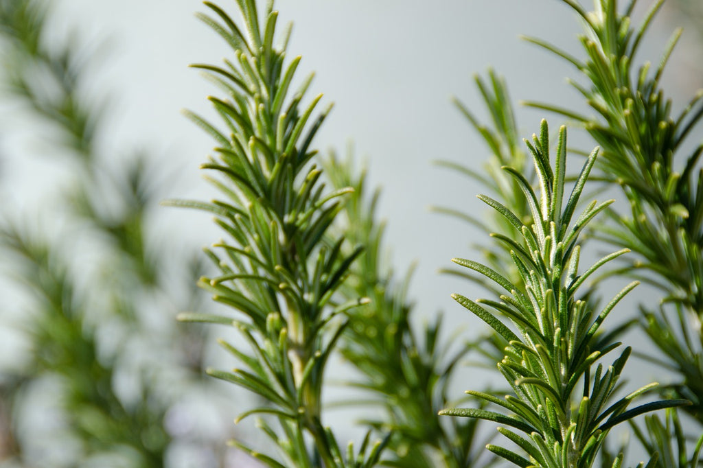 Rosemary herbal tea - Infuso al rosmarino