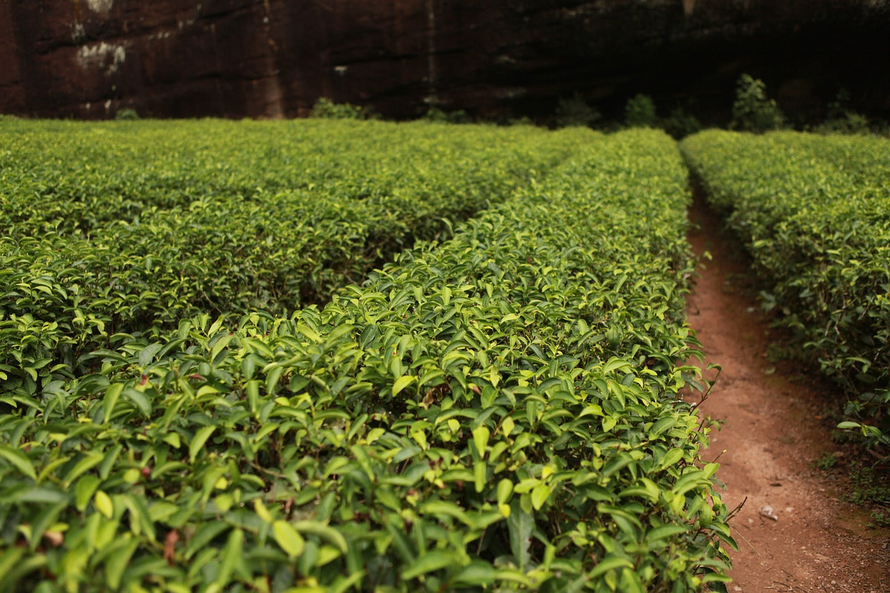 Camellia Sinensis: la pianta del tè