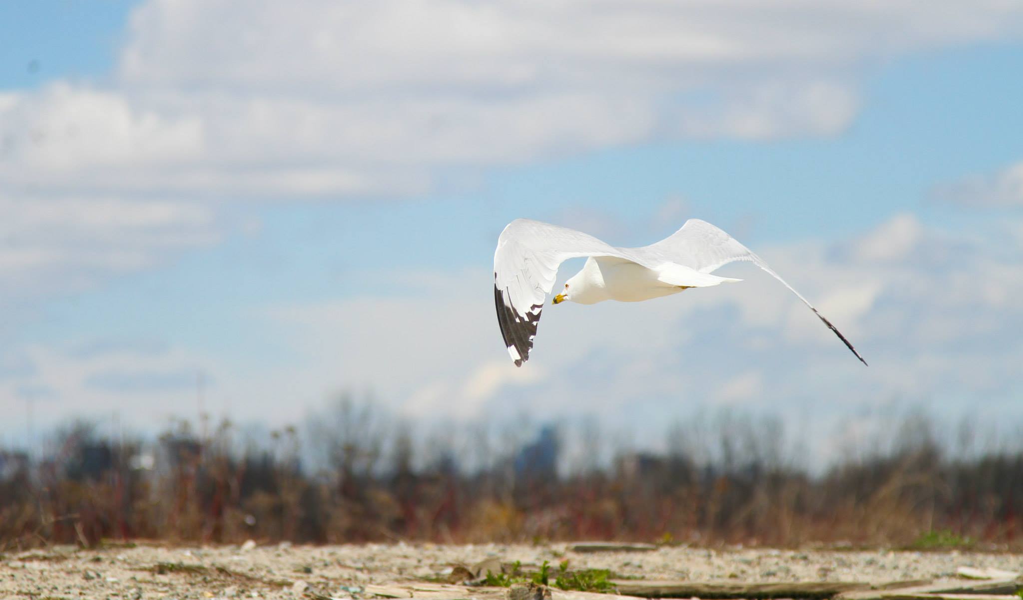 Seagull flying over lake Ontario