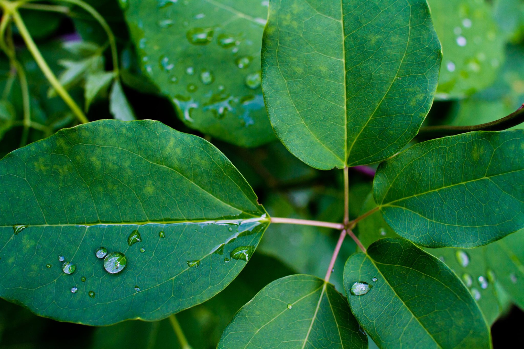 macro image of green leaves
