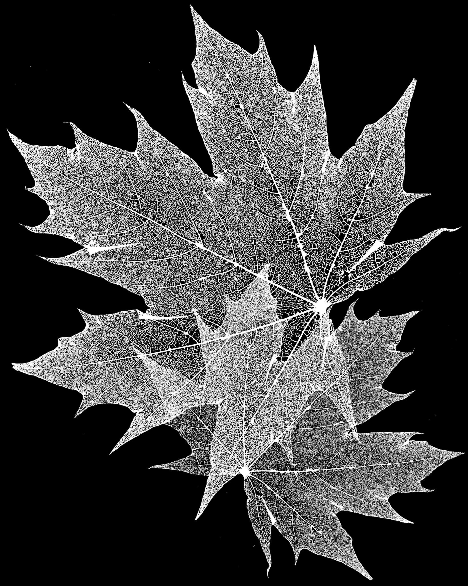 Black and white maple leaves on a silkscreen transparency