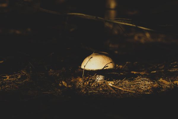 Button mushroom on a forest floor