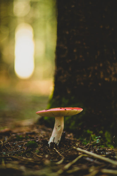 Red-capped mushroom