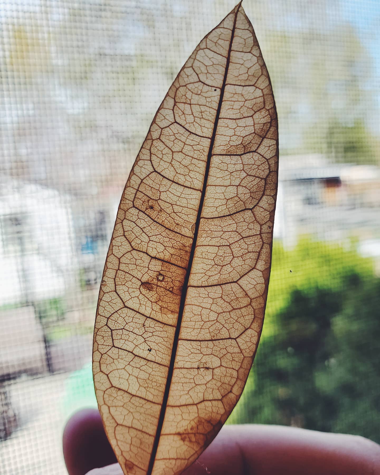 Image of a decaying leaf