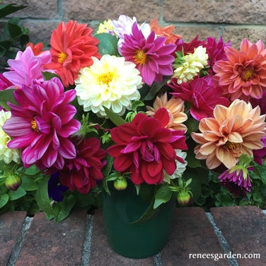 Renee's Garden 'Rainbow Bouquet' Dwarf Strawflower