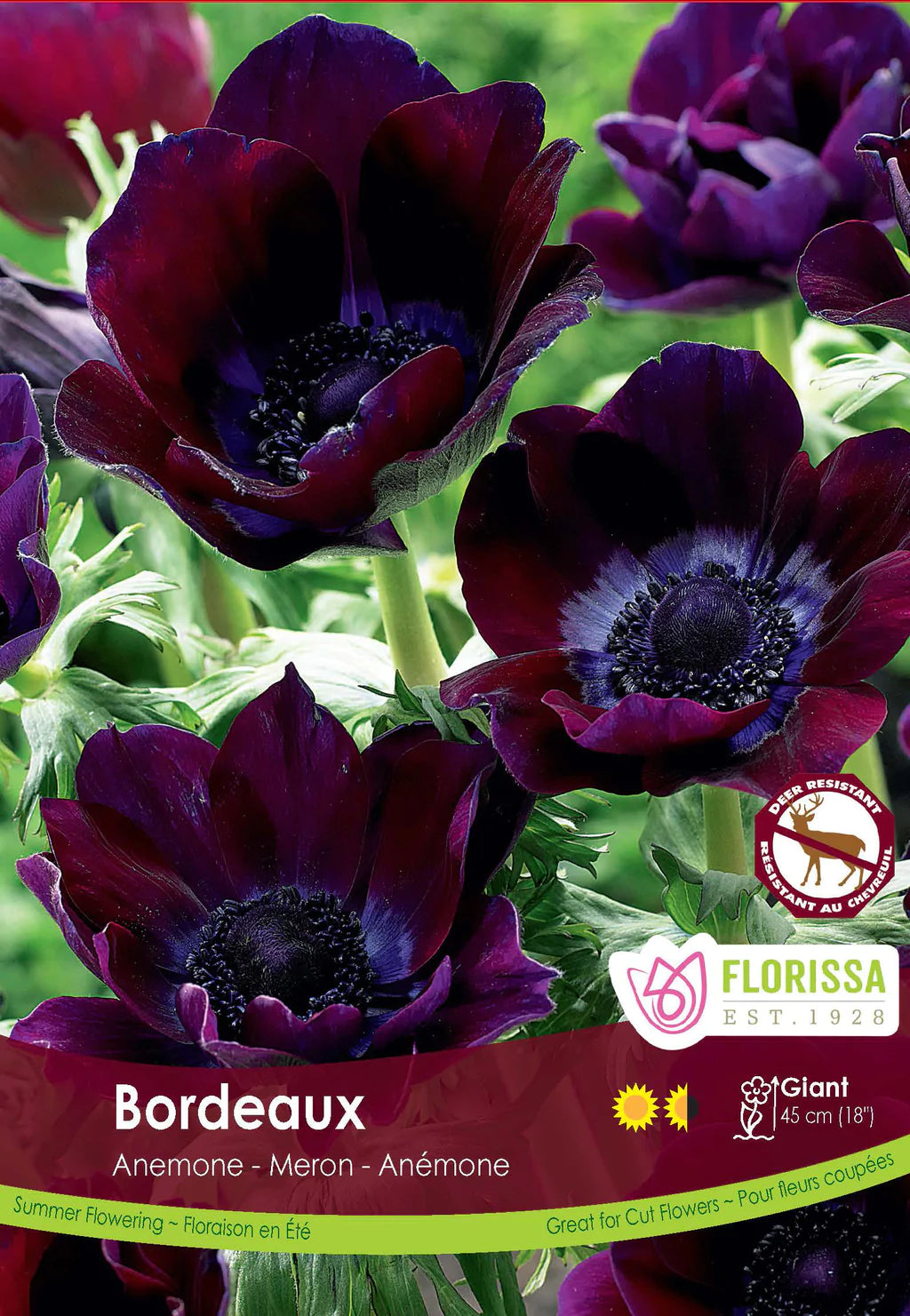 Anemone De Caen Bordeaux Bulbs – Garden Girl Regina