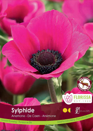 Anemone De Caen Sylphide Bulbs – Garden Girl Regina