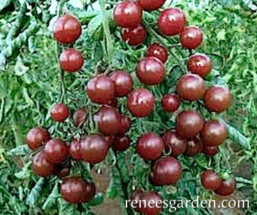 Tomato Red Brandywine Organic – Garden Girl Regina