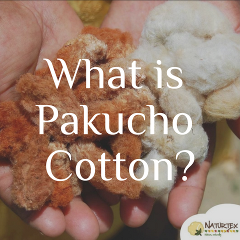 What is Pakucho Cotton. Image of hands holing multicolored raw organic native cotton.