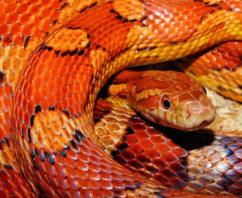 serpent coloré