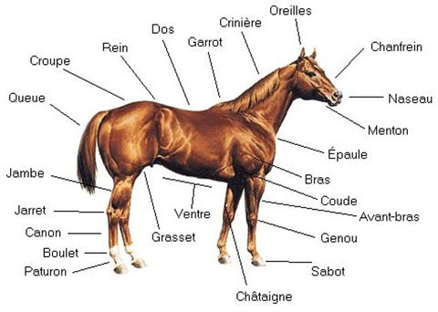 Tout ce qu'il faut savoir sur le pied du cheval