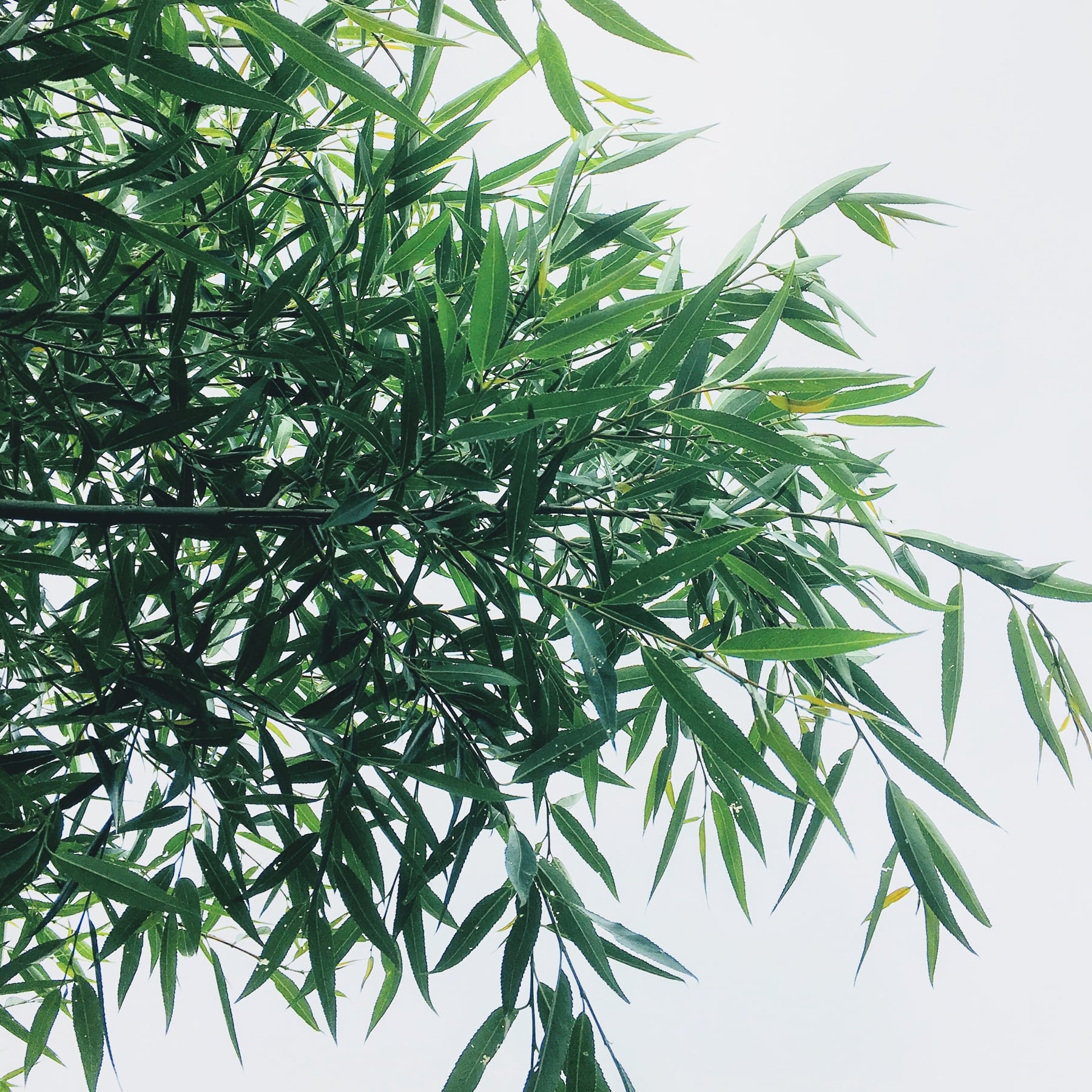 Bamboo leaves in front of a blue sky