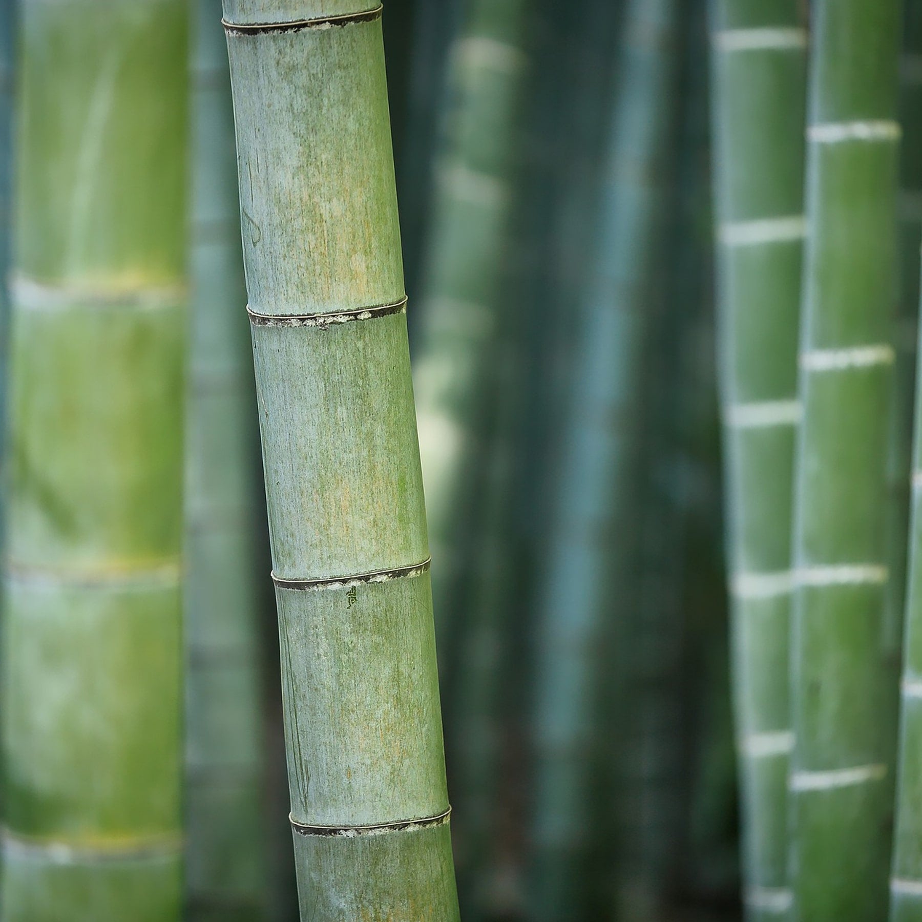 Close up of bamboo trees