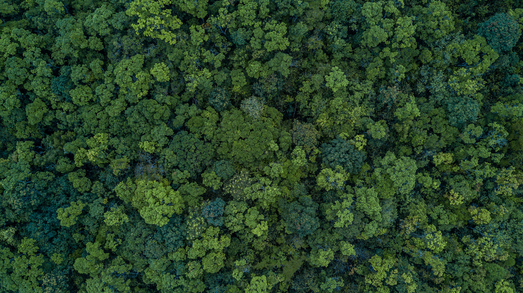 Trees in a forest view from above