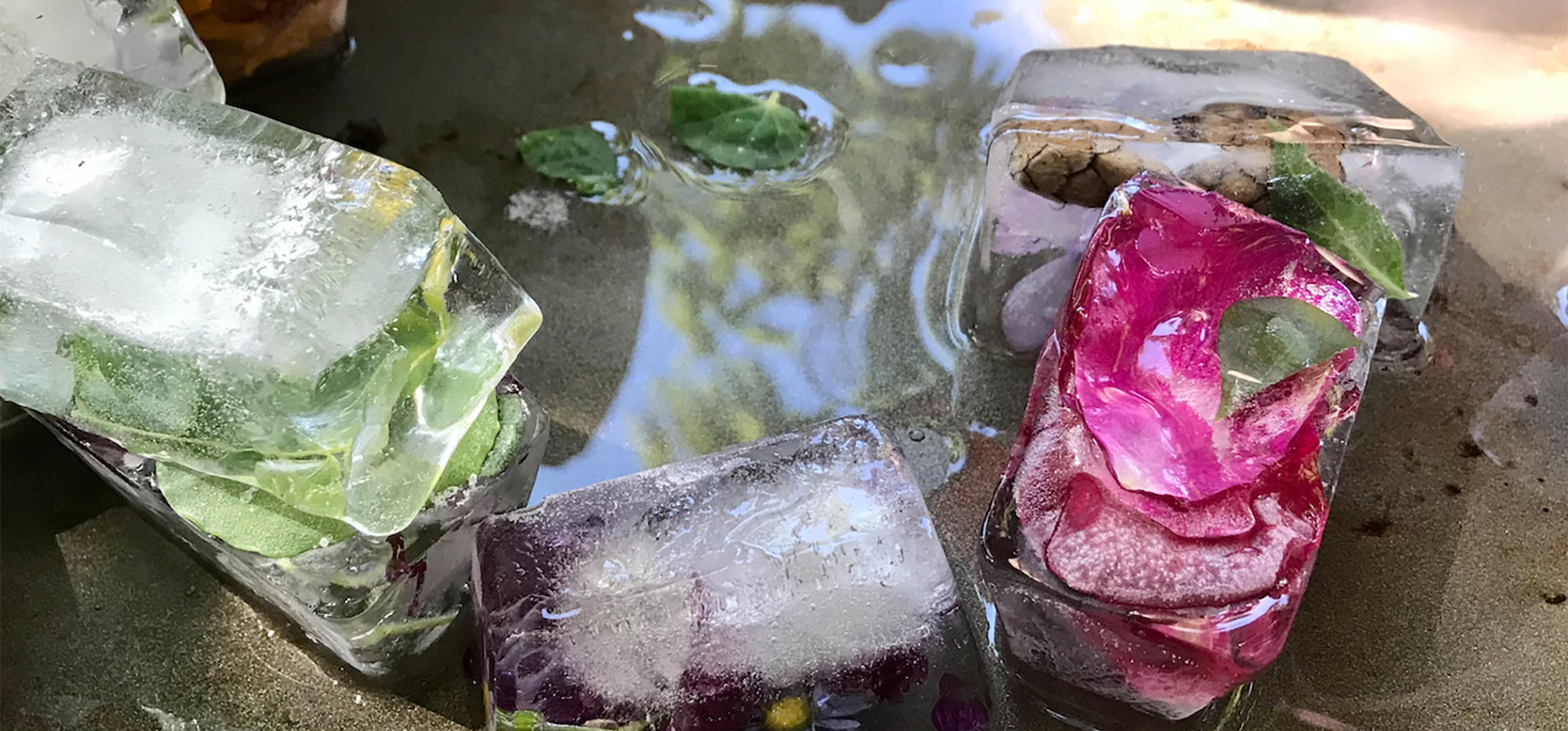 flowers frozen in ice cubes