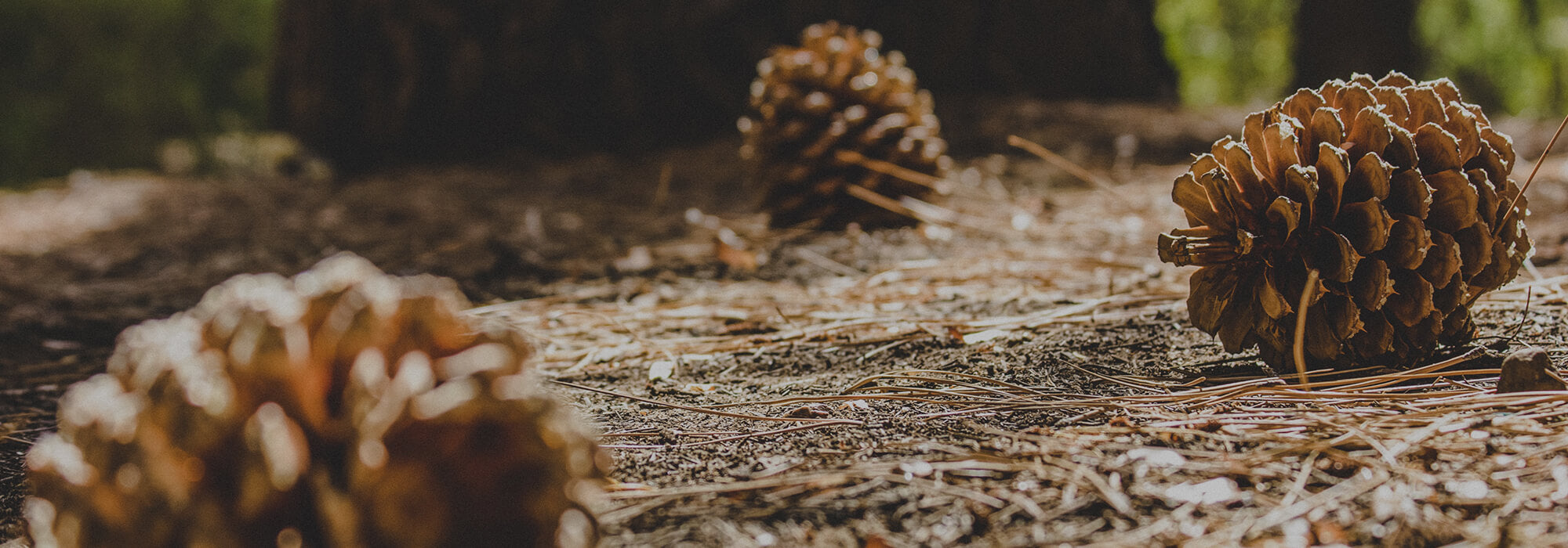 pinecones in the forest