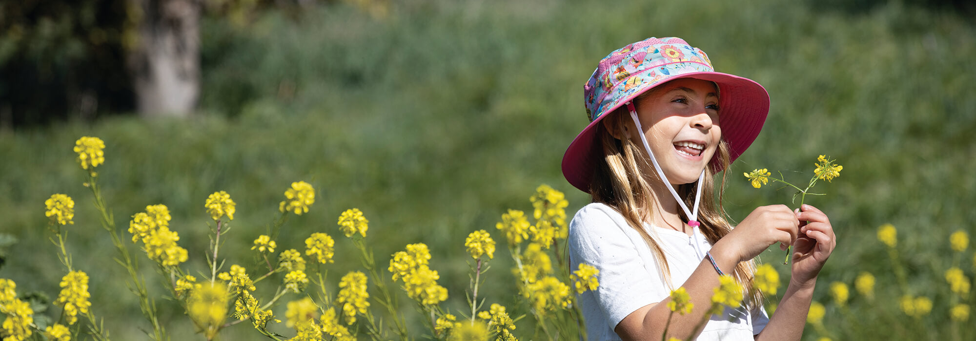 pollinator collection banner