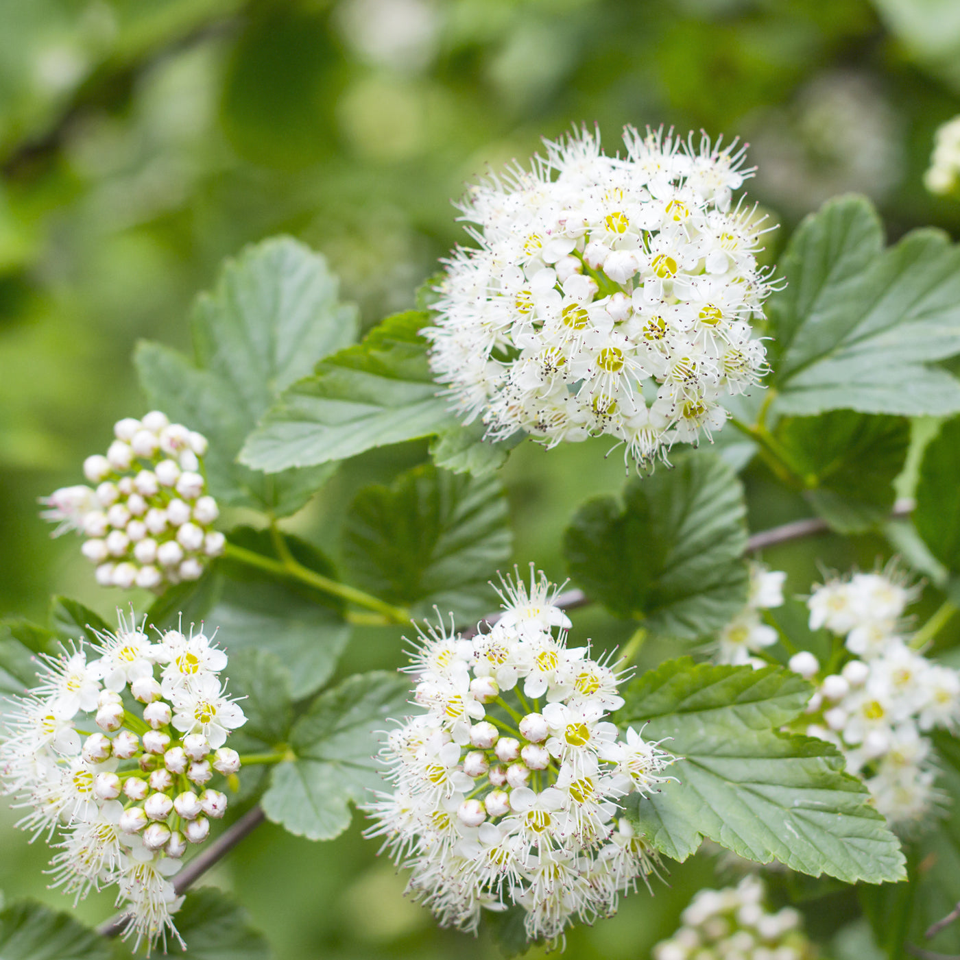 Astonishing Benefits Of Lily Of The Valley, Interactions & Side Effects 