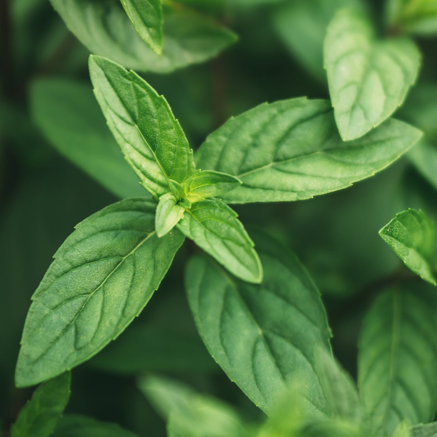 Difference between Peppermint and Mint