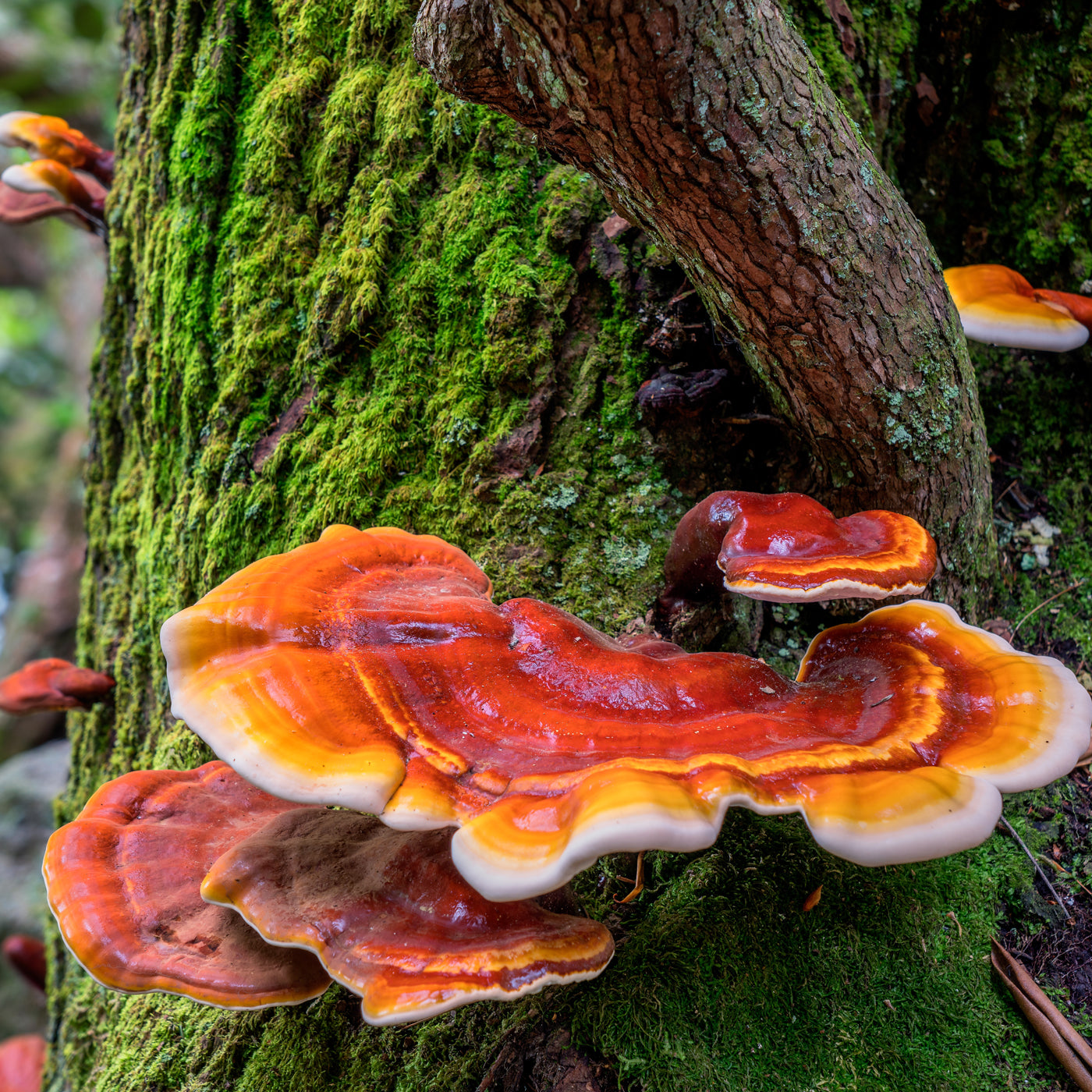 Reishi Mushroom Earrings | (Ganoderma lingzhi)