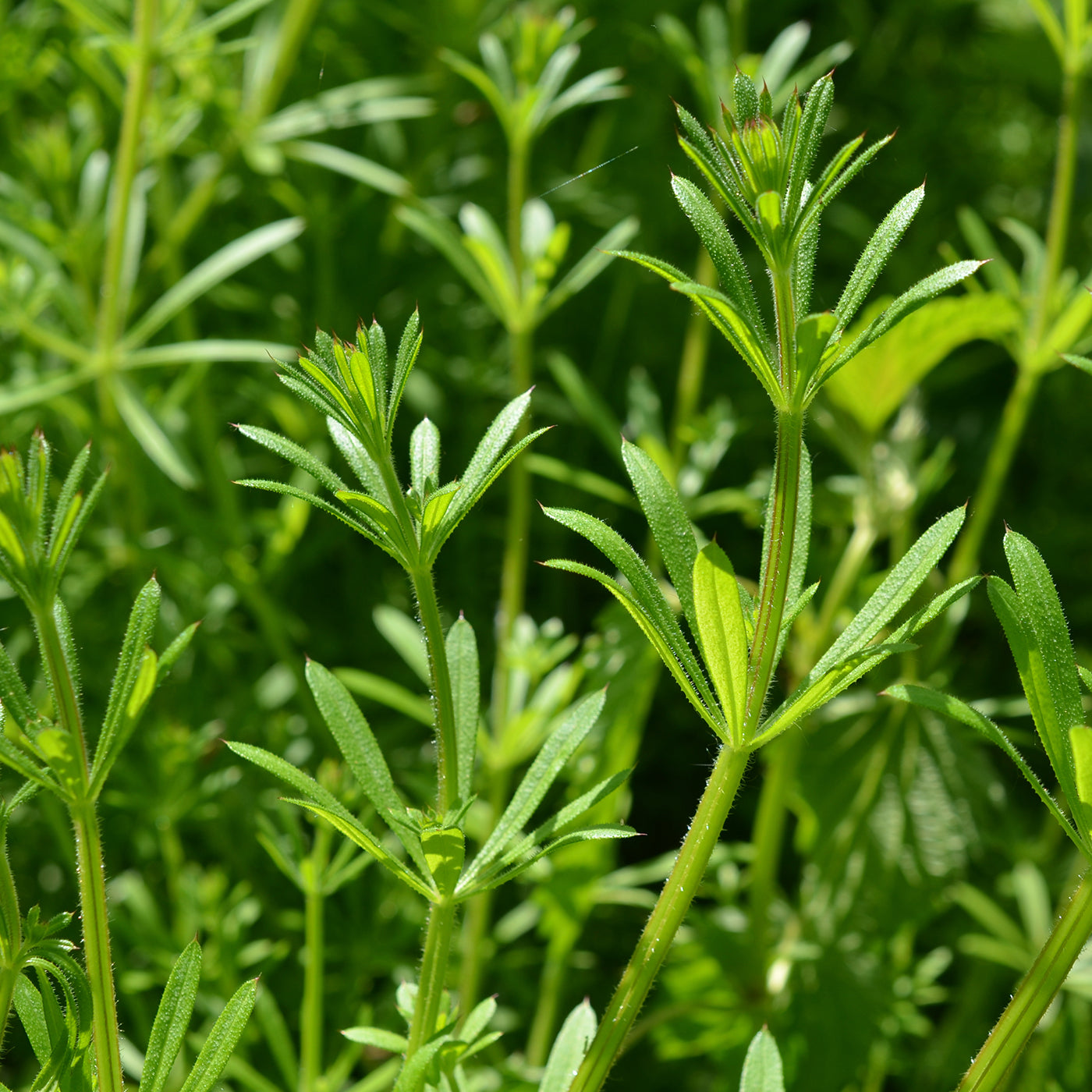 Cleavers - the velcro plant