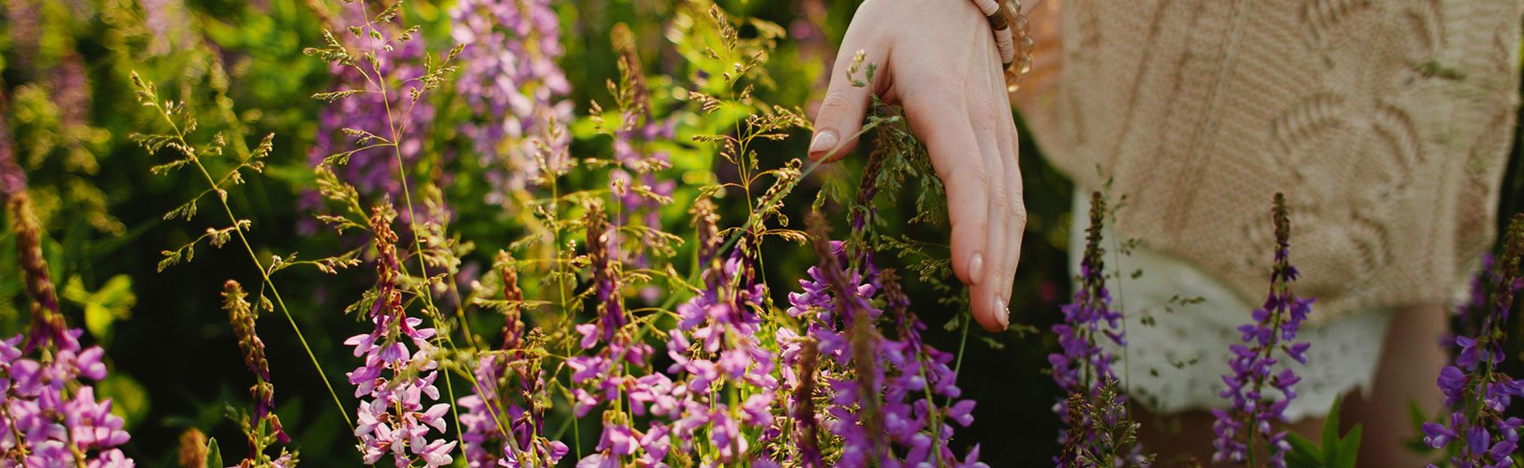 Herbs And The Summer Solstice Traditional Medicinals