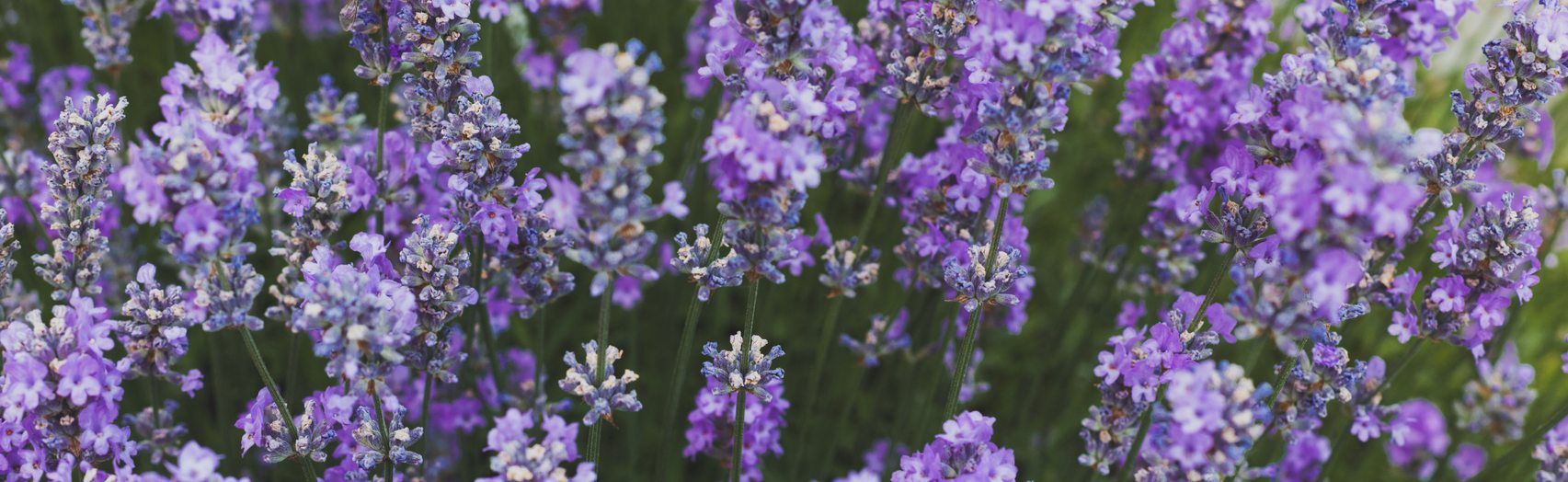 Lavender 101 | Traditional Medicinals