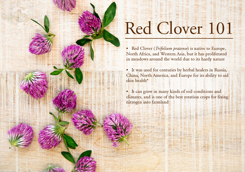 red clover infographic